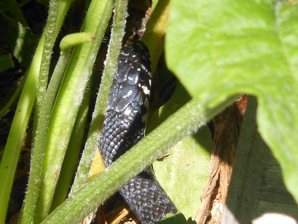 biacco bianco e nero